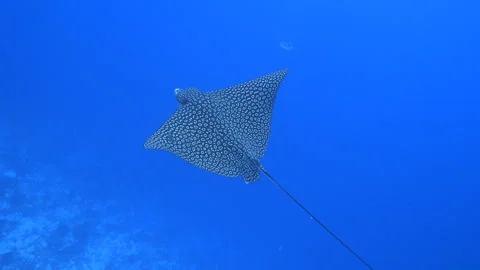 Eagle ray swimming in the Blue Stock Footage 308482629