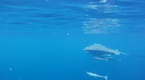 Eagle Ray Swimming Stock Footage 7755629