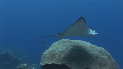 Eagle Ray Swimming Stock Footage 53351433