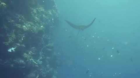 Eagle ray is swimming in front of me, Bunaken island, Stock Footage 80665402