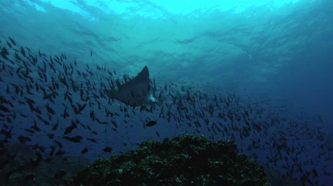 Eagle ray swimming in ocean Vídeos de archivo 46631469