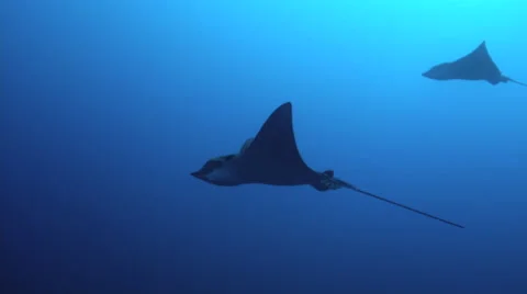 Eagle ray swimming in ocean Stock Footage 46637699