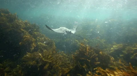 Eagle ray swimming in plankton filled ocean over seaweed garden Stock Footage 44921728