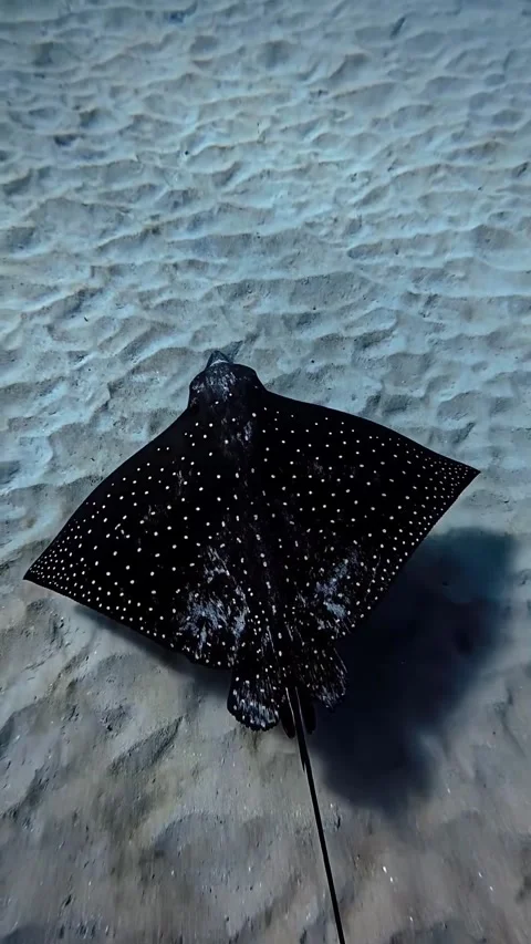 Eagle ray swimming in the sea Video stock 332585224