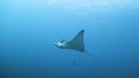 Eagle Ray swimming into strong current in mid-water Stock Footage 130237305
