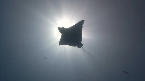 Eagle Ray swims and eclipses sun Stock Footage 4078556