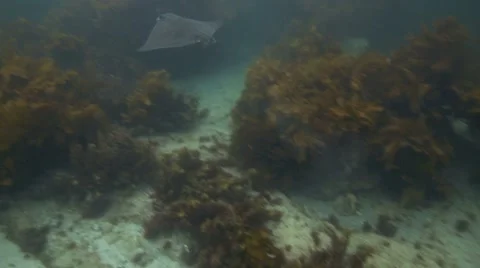 Eagle ray swims away quickly Stock Footage 44924370