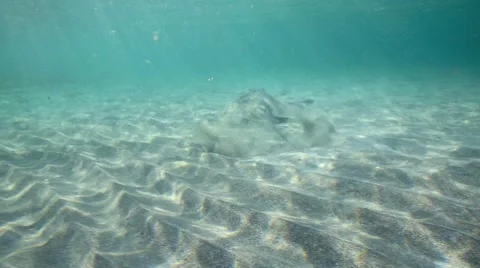 Eagle ray underwater Stock Footage 44932304
