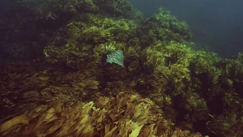 Eagle Ray Underwater Underwater Environment Kelp Slow Motion Stock Footage 106654932