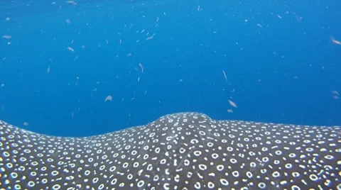 Eagle Ray XCU Stock Footage 7755643