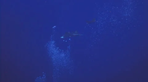 Eagle rays and bubbles Vídeo Stock 1095894