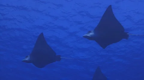 Eagle rays and surface Vidéo 1095828