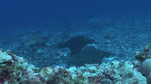 Eagle Rays Cruising on a Reef Stock Footage 53368401