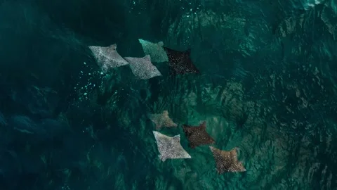 Eagle rays in different colors swimming togather Stock Footage 249238139