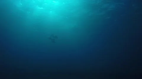 Eagle rays Stock Footage 59081642