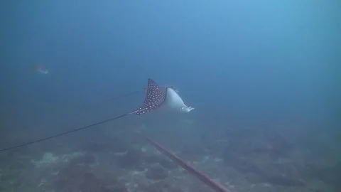 Eagle rays Stock Footage 129987278