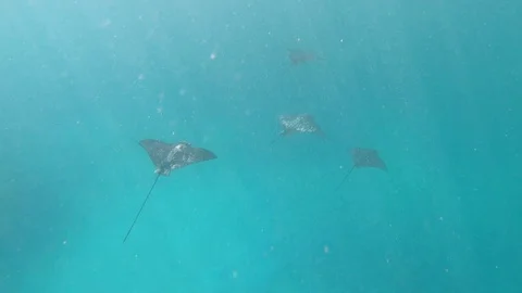 Eagle Rays Glide Through Clean Blue Ocean Water, Galapagos (2of7) Stock Footage 116271153
