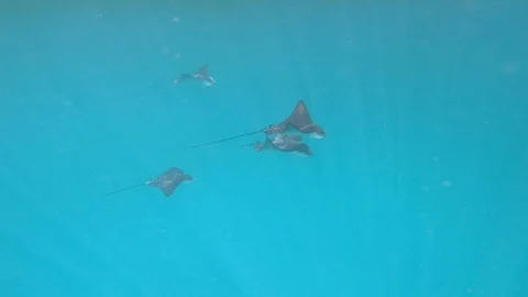 Eagle Rays Glide Through Clean Blue Ocean Water, Galapagos (4of7) Stock Footage 116271898