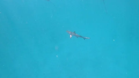 Eagle Rays Glide Through Clean Blue Ocean Water, Galapagos (5of7) Stock Footage 116272258