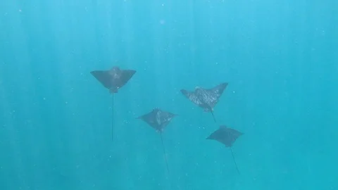 Eagle Rays Glide Through Clean Blue Ocean Water, Galapagos (6of7) Stock Footage 116272614