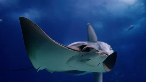 Eagle rays glide underwater in a large aquarium. Watching the behavior of Stock Footage 311028994