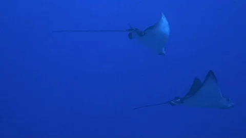 Eagle Rays Or White Spotted Rays Or Stingrays Swimming Together In Deep Blue Sea Stock Footage 113449634