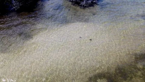 Eagle Rays in Shallows Stock Footage 116256429