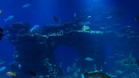 Eagle rays swim out to a wall of sharks .Red sea. Stock Footage 129511771