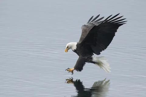 Eagle reaches for fish. Stock Photos