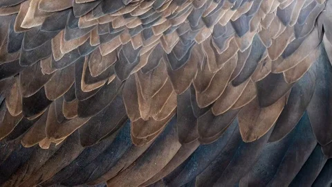 Eagle real feather blowing on the wind. Close up macro shot of bird fether in Stock Footage 101866105