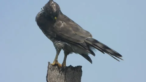 Eagle relaxing on tree top . Video stock 345041889