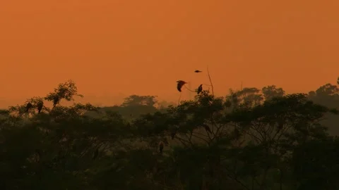 Eagle resting on silhouette tropical rainforest layered woodland under Stock Footage 266210381