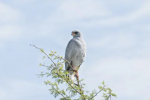 Eagle resting on the top of the dead tree - Serengeti, Tanzania Stock Photos