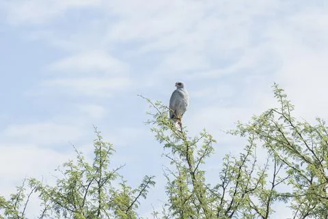 Eagle resting on the top of the dead tree - Serengeti, Tanzania Stock Photos
