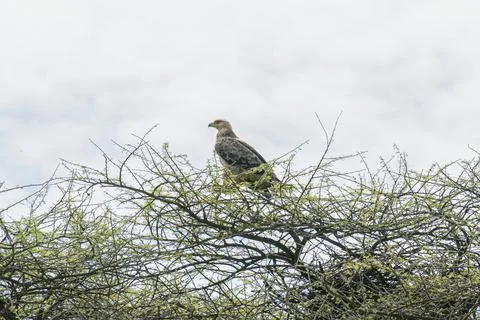 Eagle resting on the top of the dead tree - Serengeti, Tanzania Foto stock