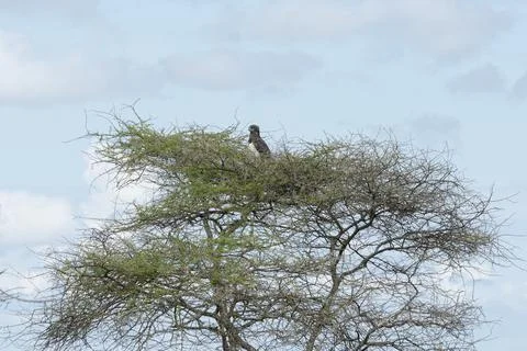 Eagle resting on the top of the dead tree - Serengeti, Tanzania Foto stock