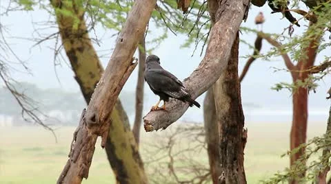 An Eagle Rests on a Limb with its Prey in Lake Nakuru, Kenya, Africa. Stock Footage 11322903