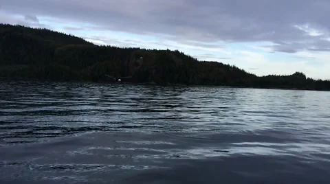 Eagle On River Stock Footage 46484350