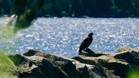 Eagle On Rocks Stock Footage 39236700