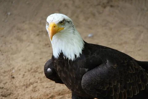 Eagle on the sandy ground Stock Photos
