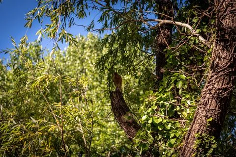 Eagle screeching while stepping in a tree branch, surrounded by leaves Stock Photos