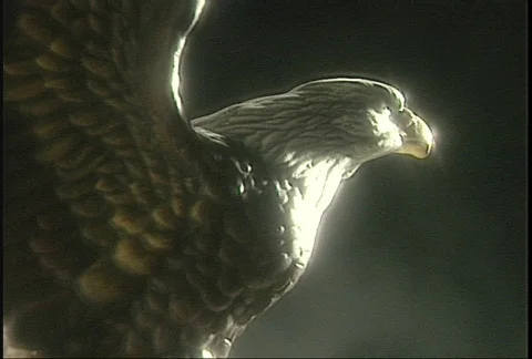 Eagle sculpture in studio - 2 shot (clip 1 of 3) Stock-Footage 147178