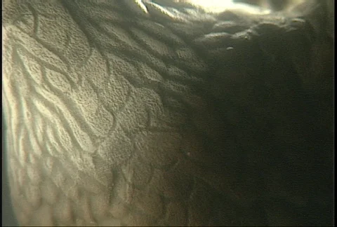 Eagle sculpture in studio - 2 shot (clip 3 of 3) Stock-Footage 147182