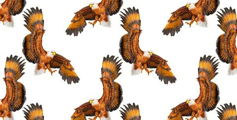 Eagle seamless pattern on a white background. Stock Photos