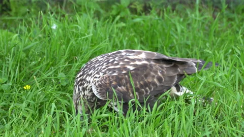 Eagle in search of prey. Video stock 111034532