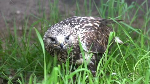Eagle in search of prey. Video stock 111035278