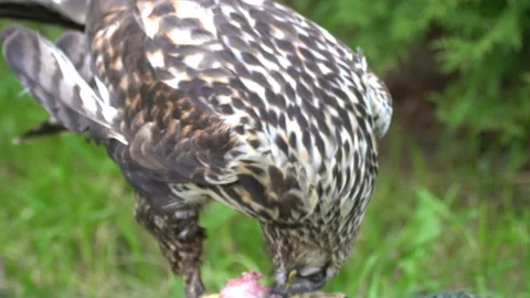 Eagle in search of prey. Video stock 111035532