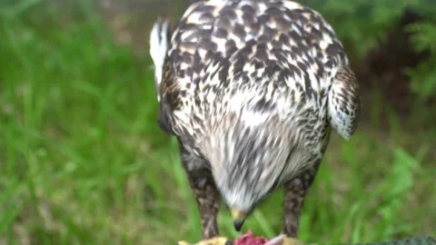 Eagle in search of prey. Video stock 111035619