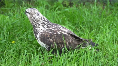 Eagle in search of prey 動画素材 111035630
