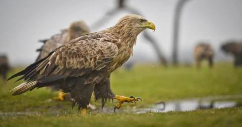 Eagle searching feed Stock Photos